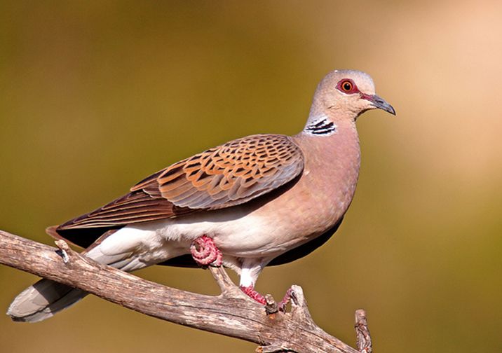 歐斑鳩新疆亞種