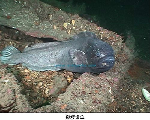 額鱷齒魚