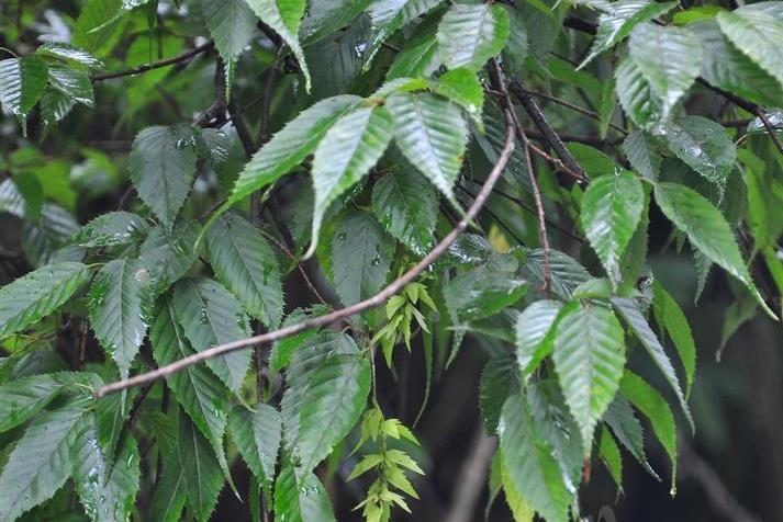 西南樺雲南勐臘群體31家系