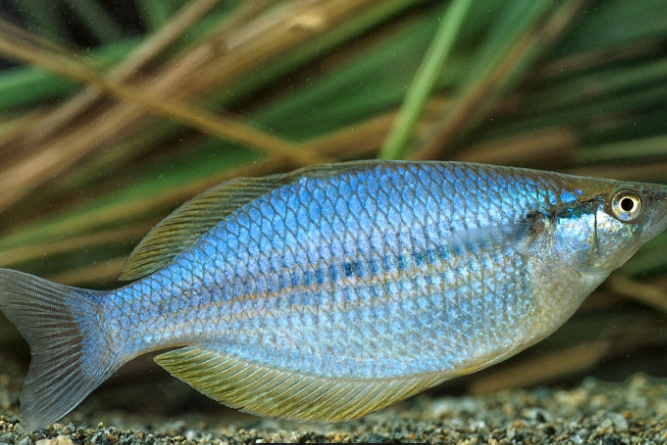 短頭真銀漢魚