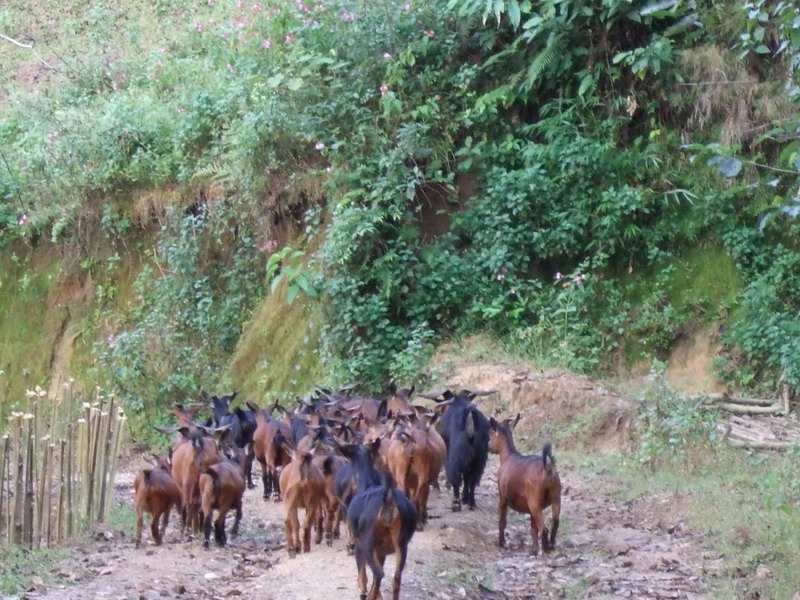 山羊養殖