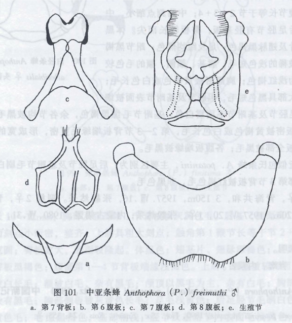 中亞條蜂