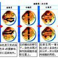 配子減數分裂