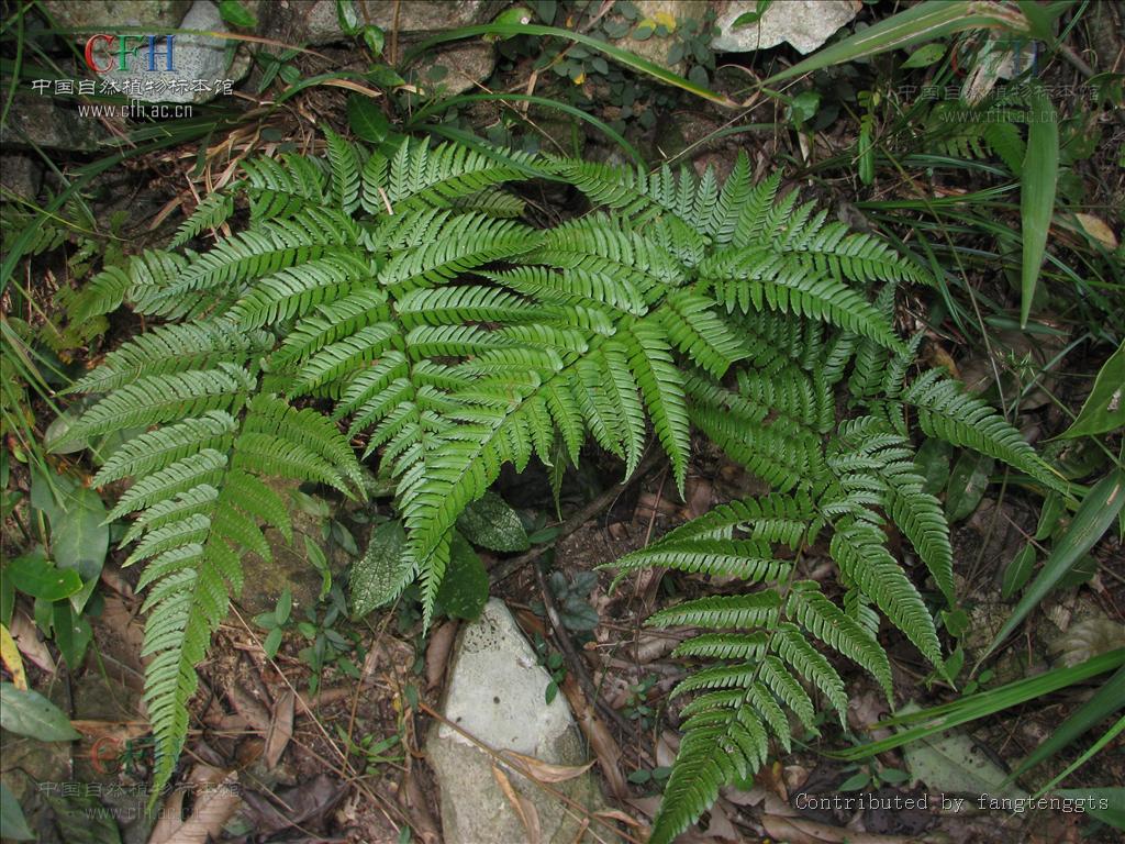 兩色鱗毛蕨(植物)