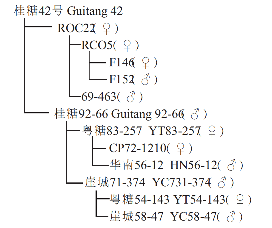 桂糖42號