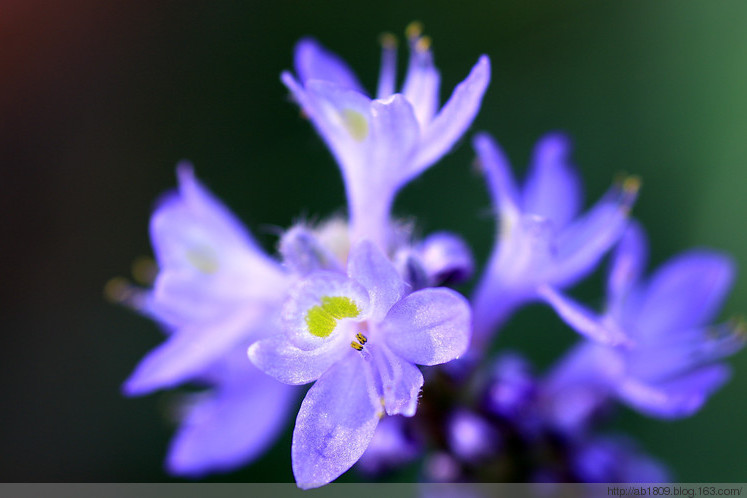 箭葉雨久花