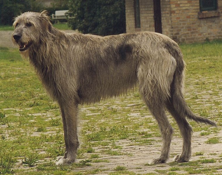 愛爾蘭獵狼犬