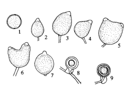 番茄果實牛眼腐病