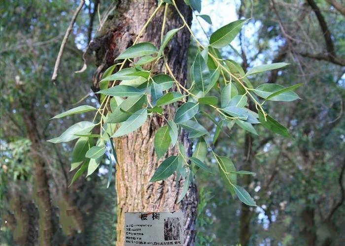 桉樹家系-直桿藍桉20