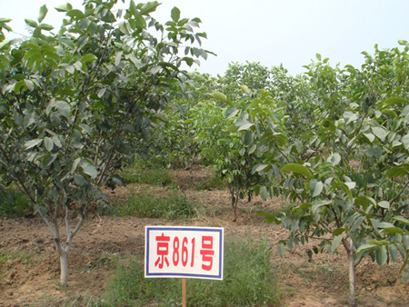 核桃基地建設