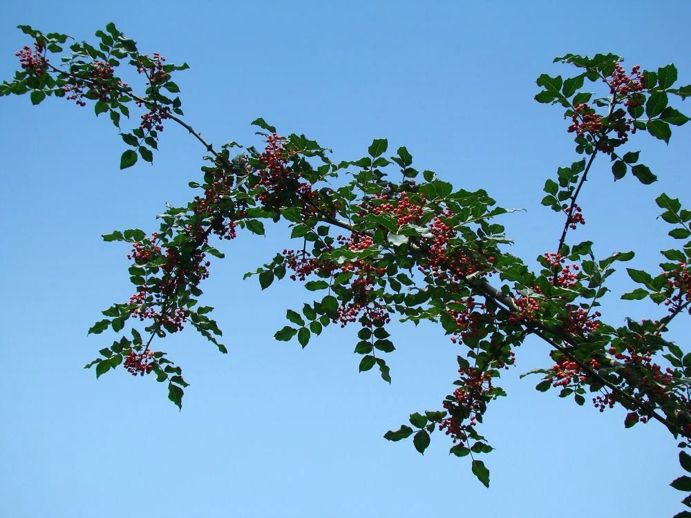 麥積花椒