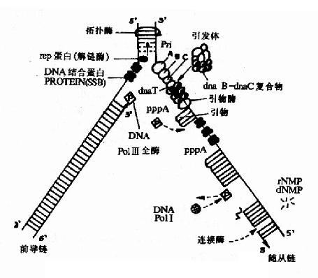 DNA