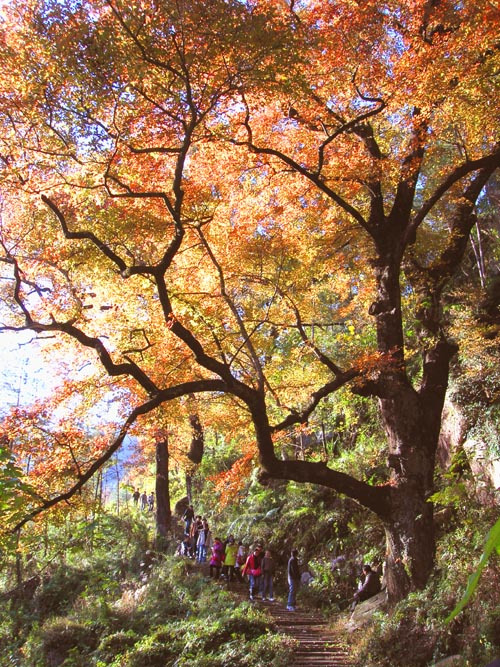 大會嶺古道