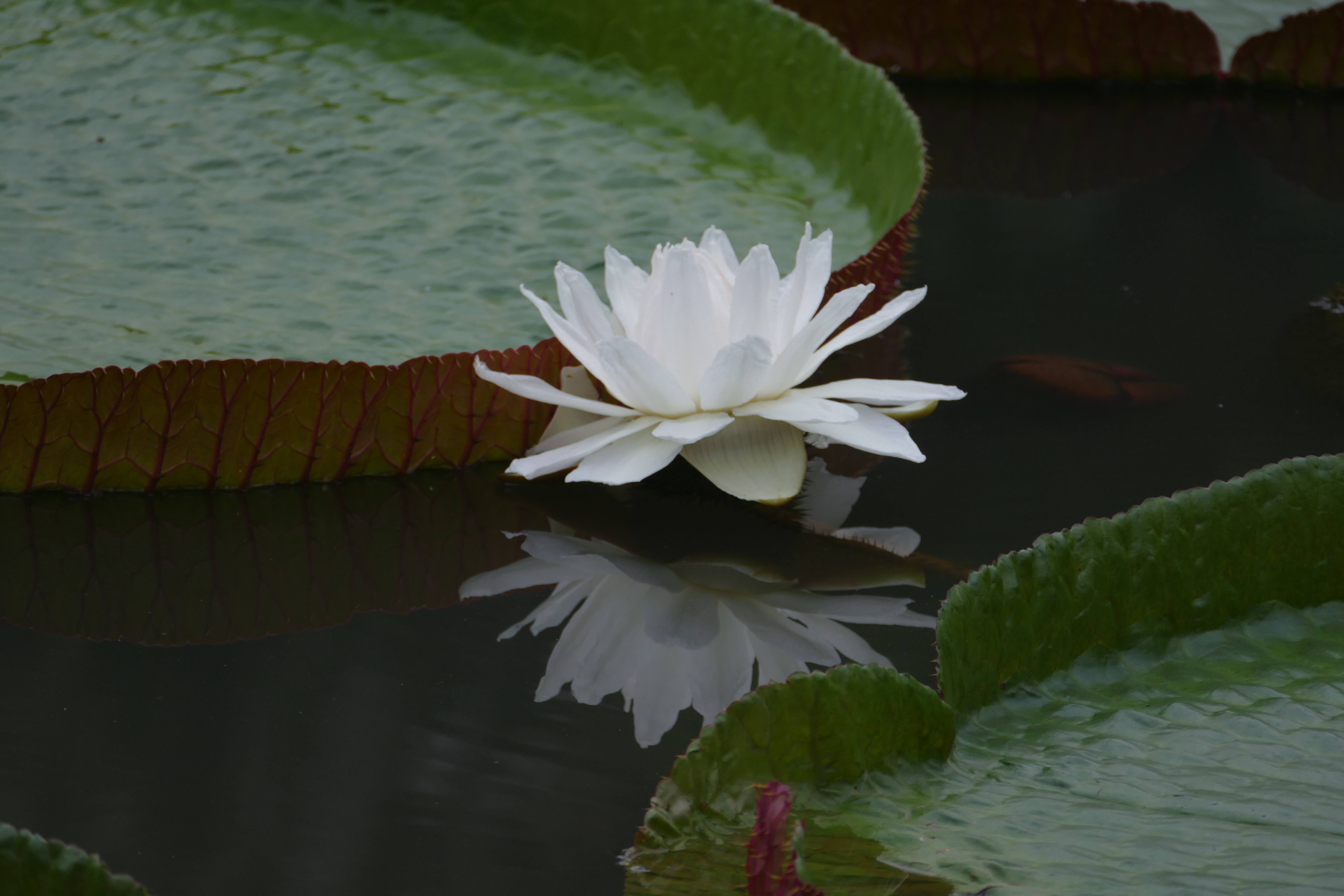 王蓮(睡蓮科王蓮屬植物)