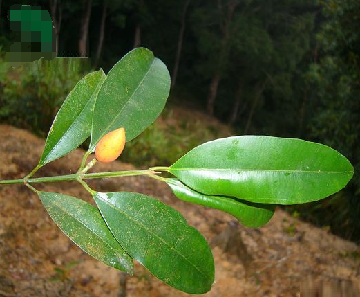 薄葉紅厚殼