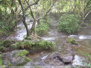 龜背山原始森林