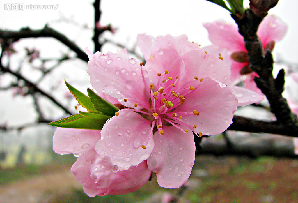 桃花(紫雲仙客的桃花詩)