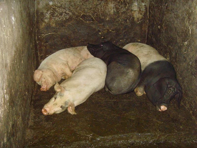 太陽坪自然村-家豬養殖