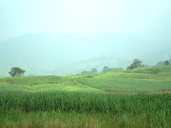 甘蔗產業