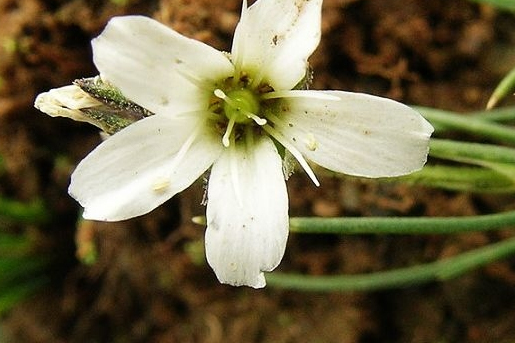 黑蕊無心菜