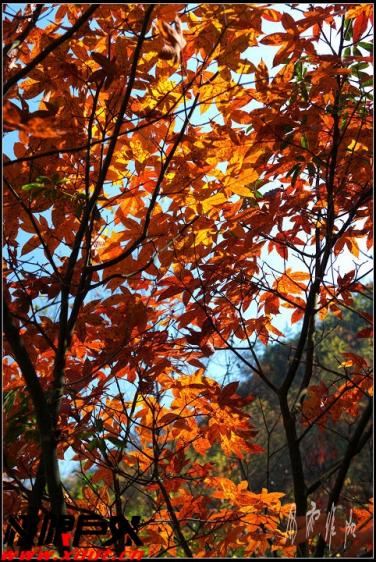 光霧山紅葉