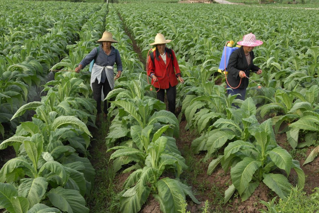 菸草開發利用