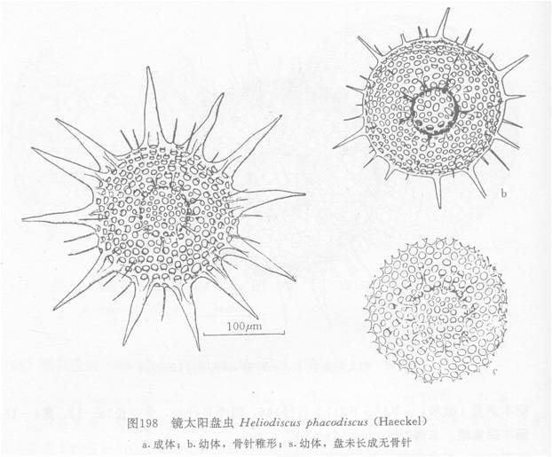 鏡太陽盤蟲