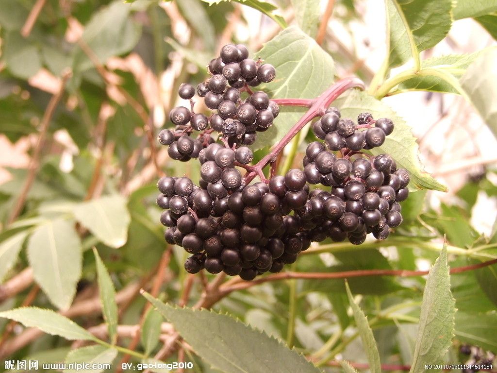 山葡萄（原變種）