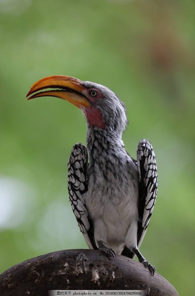 舊熱帶界鳥類