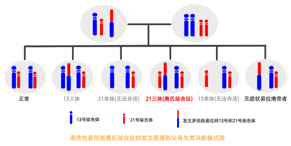 古猿的染色體平衡易位