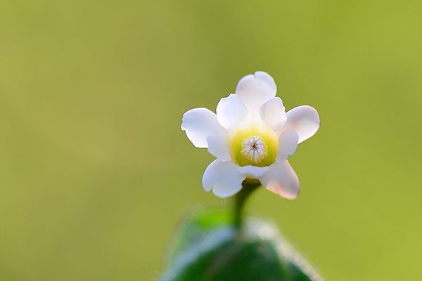 刺蘿桐科