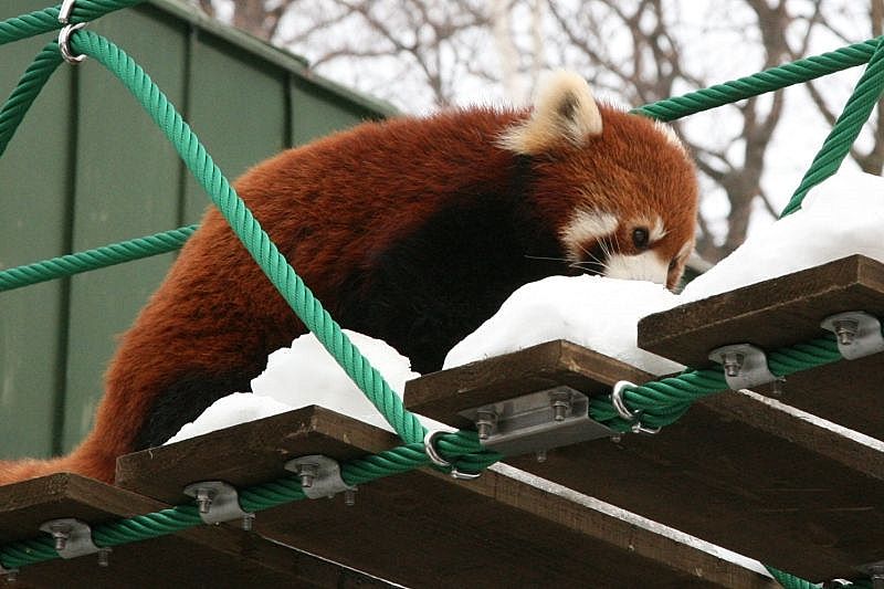 旭山動物園