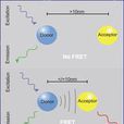螢光共振能量轉移