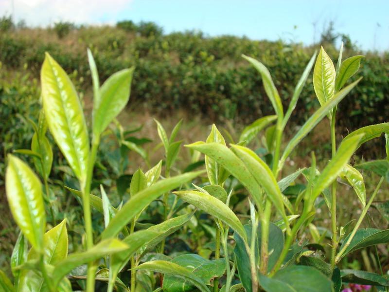 茶葉種植