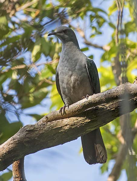 綠皇鳩安達曼亞種