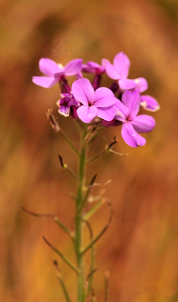 北香花芥