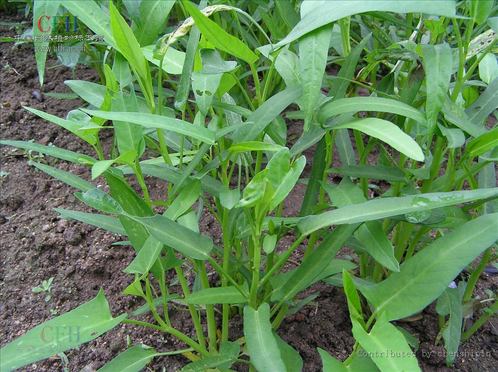 蕹菜(水蕹菜)