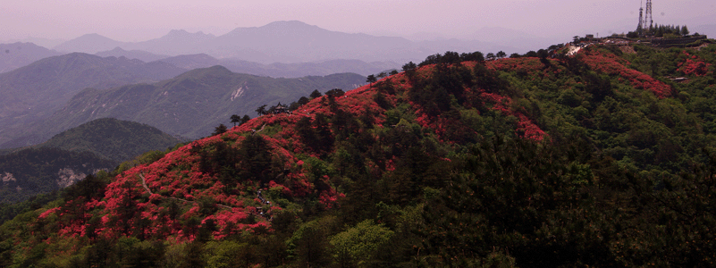 杜鵑花海