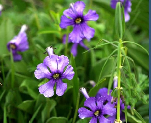 獨花報春