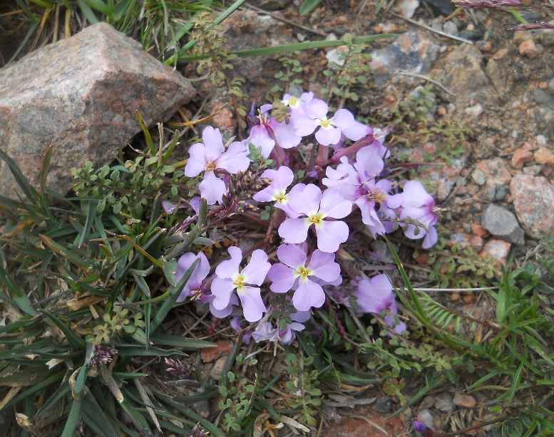 高山離子芥