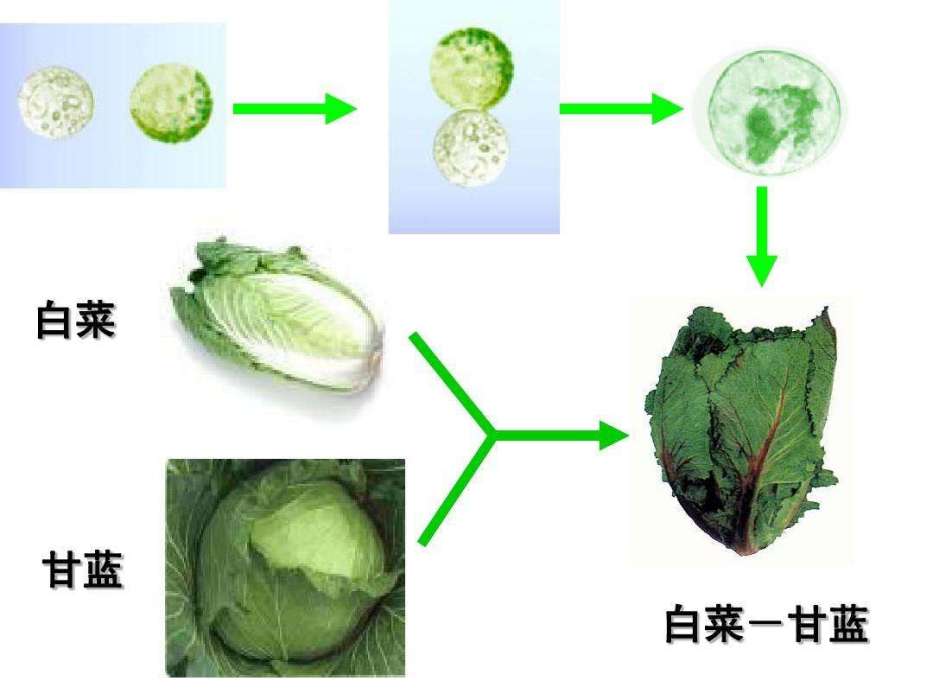 細胞融合技術