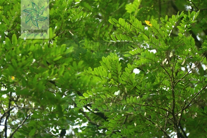 黑黃檀江城家系02號