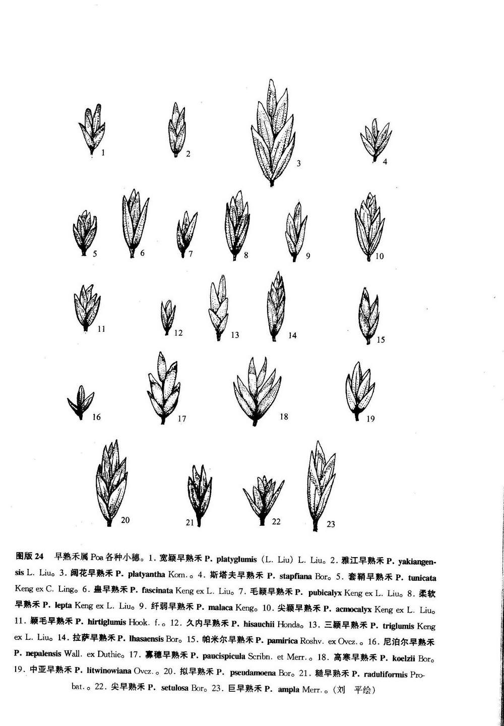 帕米爾早熟禾