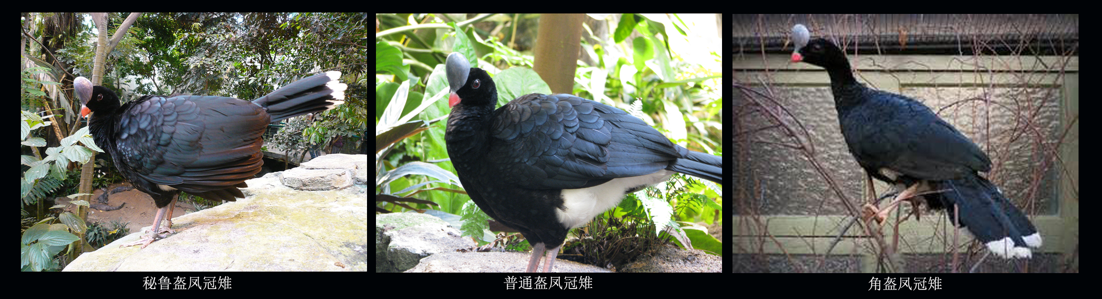 盔鳳冠雉屬