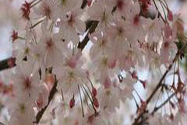 Prunus subhirtella \x27Autumnalis\x27