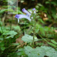 黑龍江京黃芩