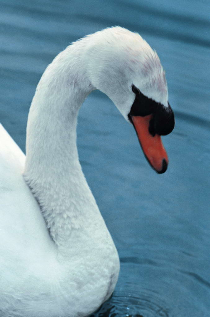 鳥(體表被覆羽毛的卵生脊椎動物)