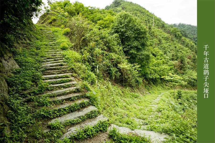 鷂子尖古道