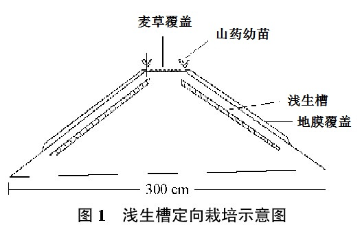 皮山山藥