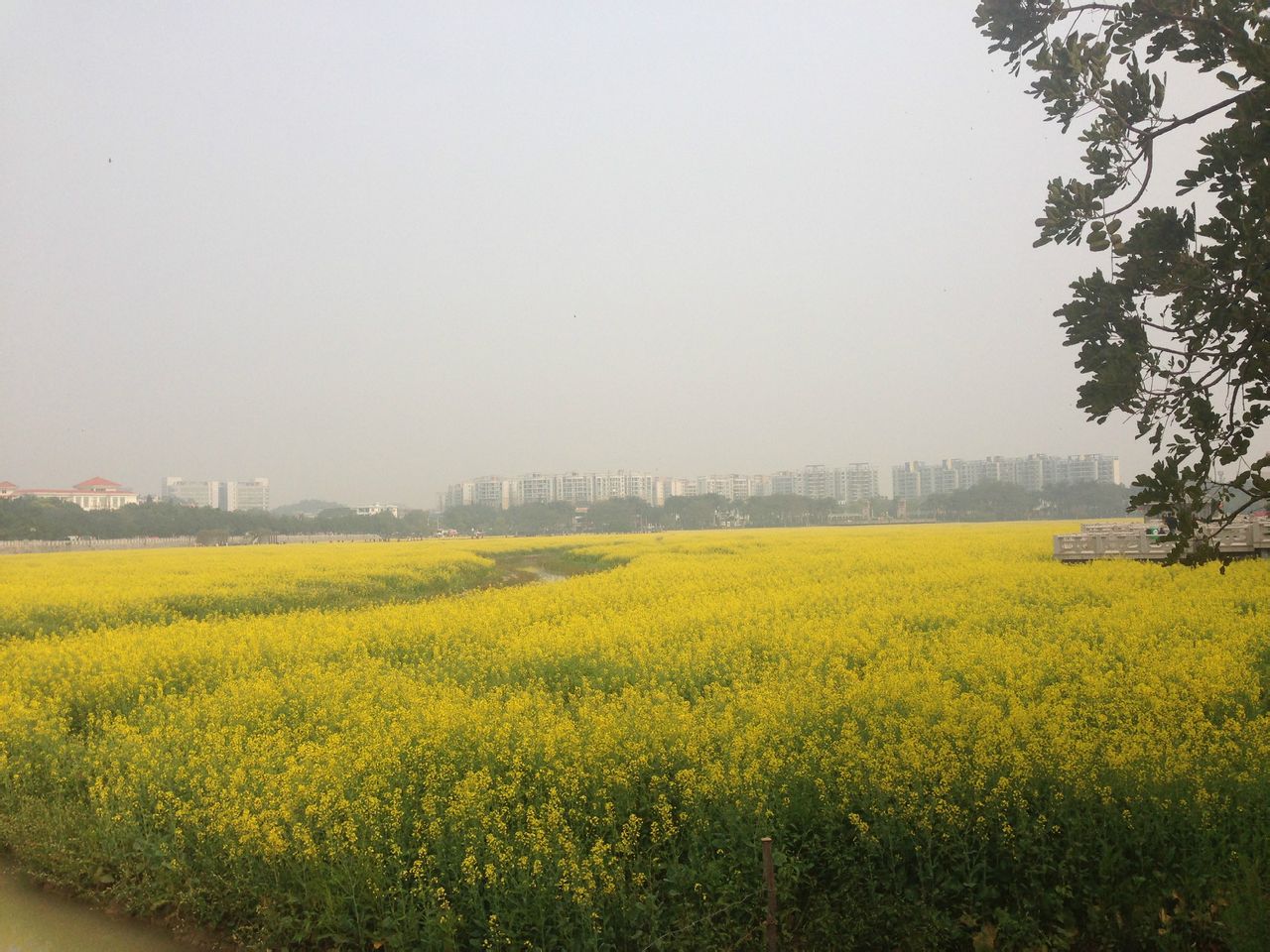 分水嶺自然村(西市芒市鎮河心場村委會分水嶺自然村)